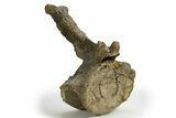 Sauropod (Camarasaurus) Caudal Vertebra - Wyoming #305154-4